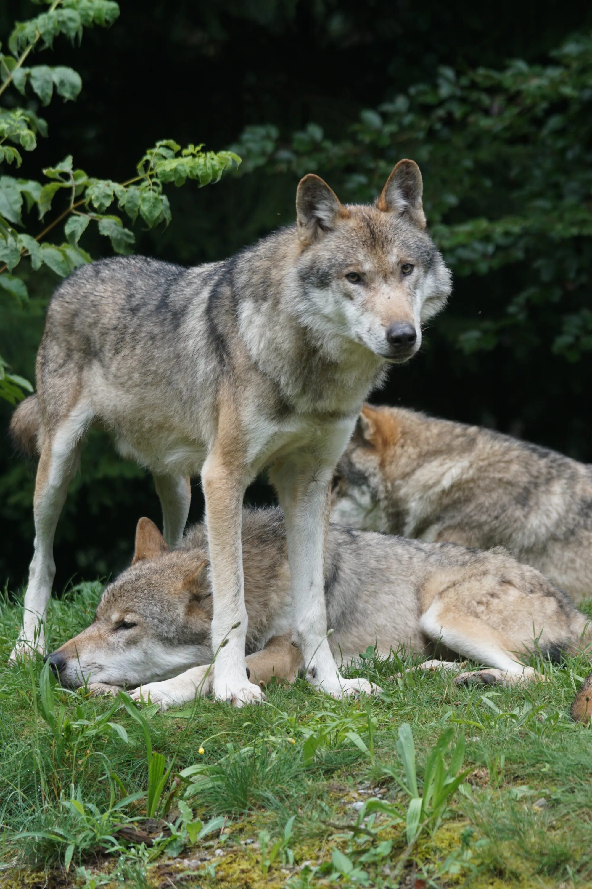 Европейские волки Lupus canis. Волк и койот. Волк фото. Волк в природе. Сколько лет живут волки