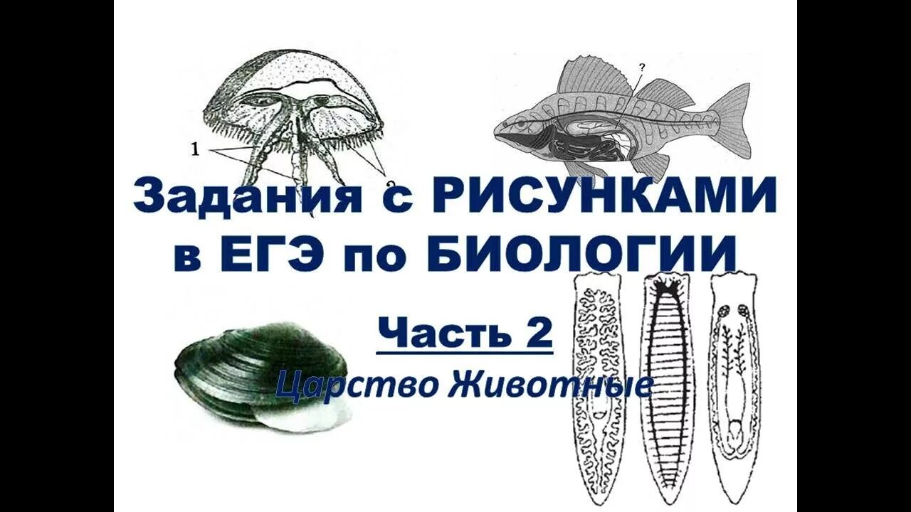 Беспозвоночные егэ. Рисунки для ЕГЭ по биологии. Беспозвоночные животные ЕГЭ биология. Биология (ЕГЭ). Задания с рисунками из ЕГЭ биология.