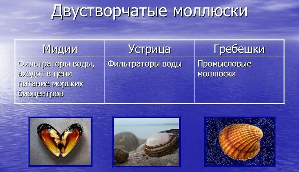 Двустворчатый моллюск фильтратор. Тип моллюски двустворчатые представители. Двустворчатые фильтраторы. Двустворчатые моллюски фильтраторы. Класс двустворчатые моллюски представители.