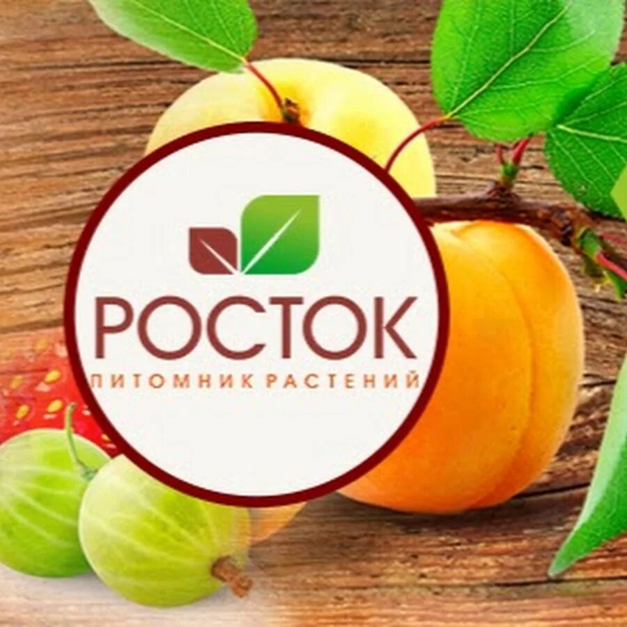 Питомник Росток. Челябинский питомник Росток. Питомники саженцев Росток. Питомник Росток саженцы интернет. Сайт росток челябинск