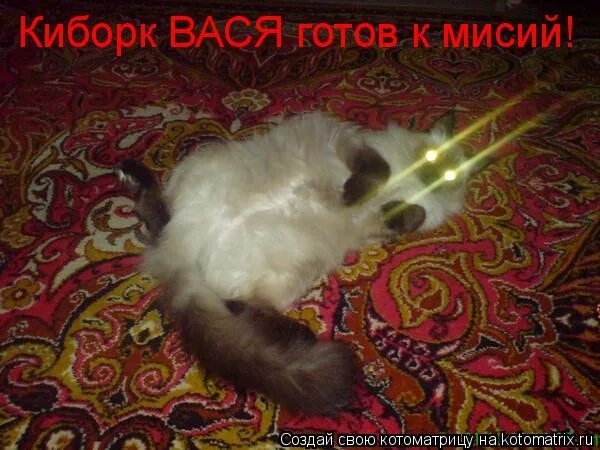 Магия существует. Советы водителям. Кот с дальним светом. Свет фар автомобиля. Включи дальней.