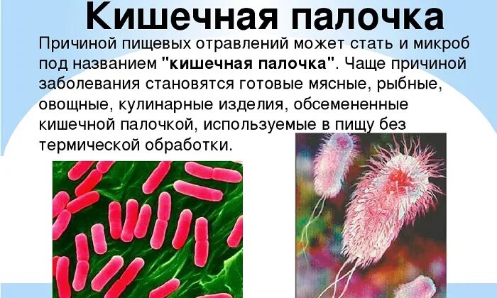 Кишечная палочка источник инфекции. Переносчики кишечной палочки. Кишечная палочка симптомы. Заболевания вызываемые кишечной палочкой. Escherichia coli что это у мужчин