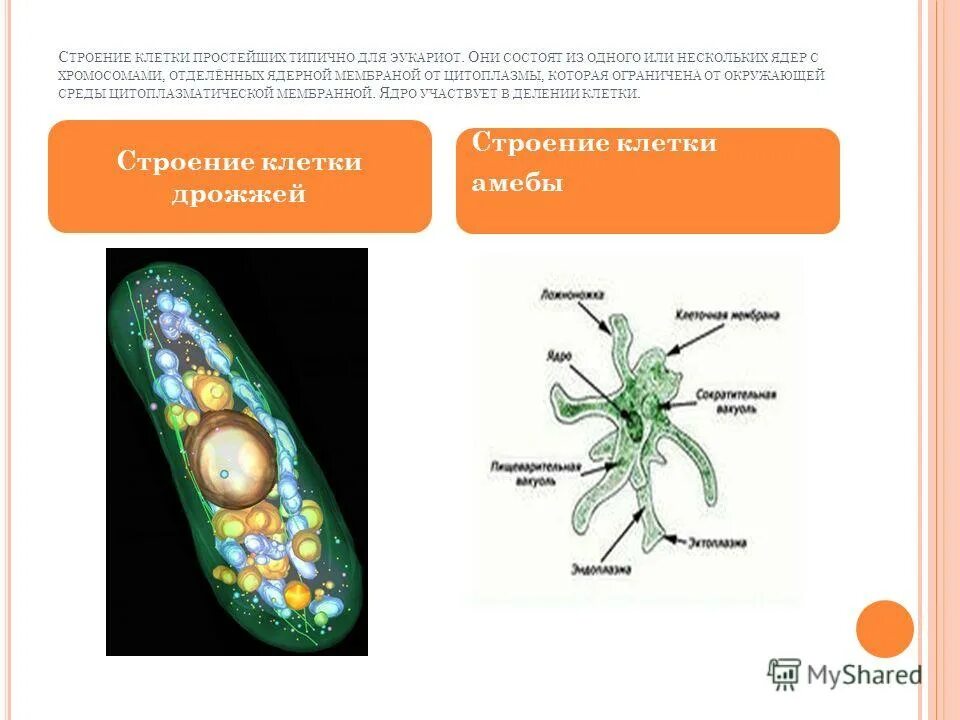 колониальные жгутиковые. каждая клетка простейших. клеточный рот у инфузории туфельки функция. строение клетки protozoa. клетклетки простейших.