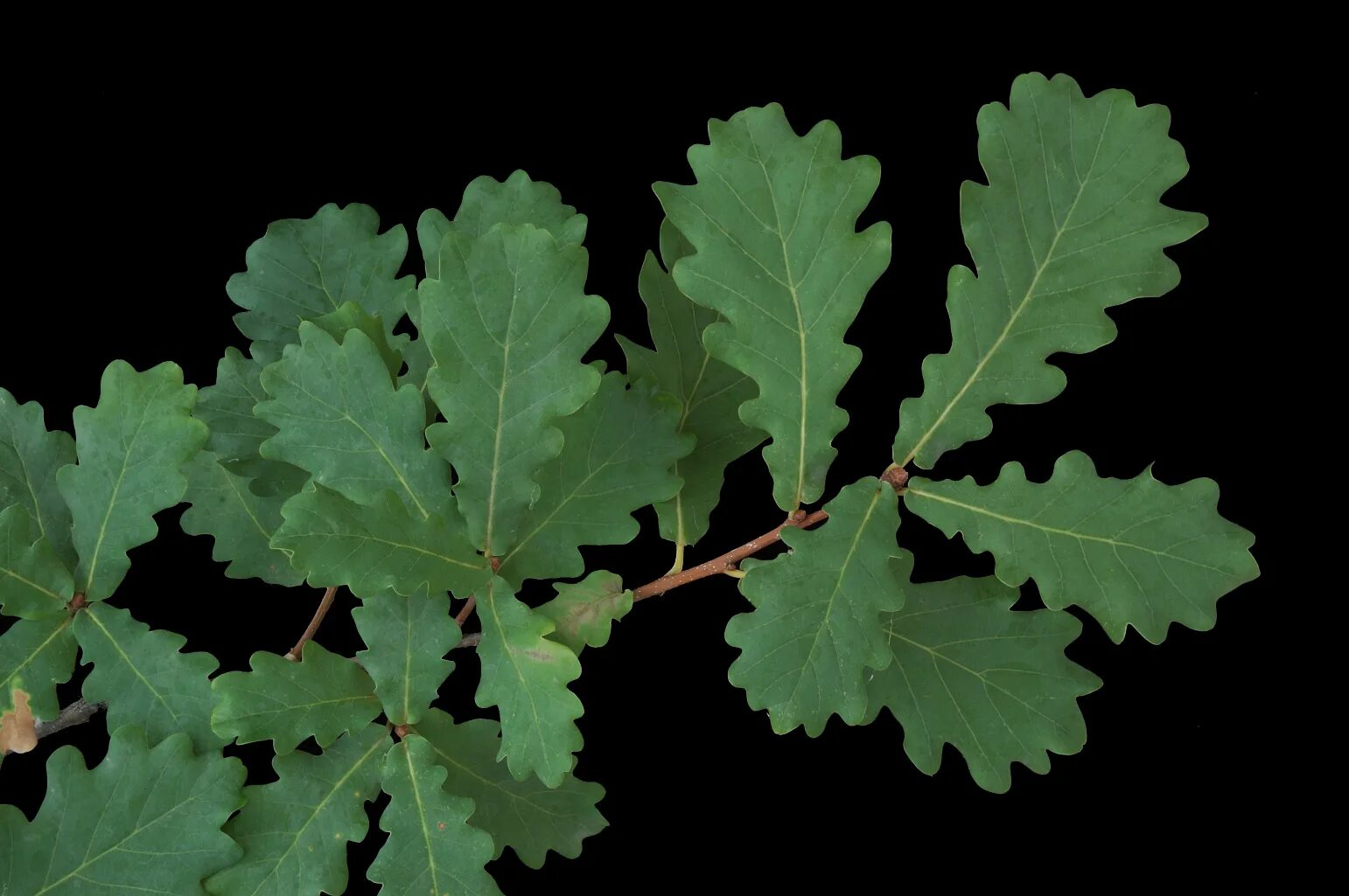 Дуб черешчатый (Quercus Robur). Quercus Robur листья. Дуб черешчатый лист. Дуб черешчатый побег. Диаметр дуба черешчатого