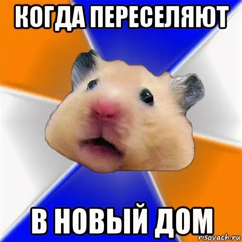 Хомяк мем крипта. Хомяк мем крипта