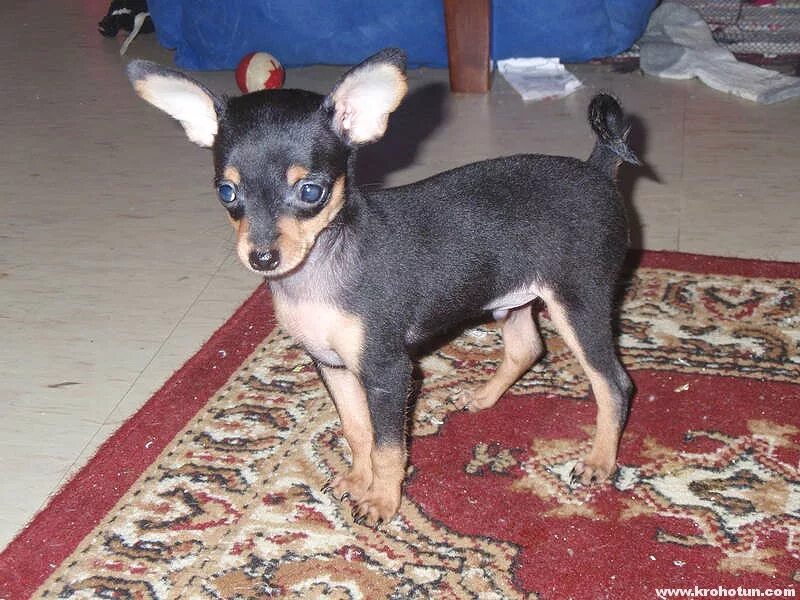 Русский той-терьер. Русский той терьер гладкошерстный. Лапы той терьера. Собака на передних лапах. Лапы той терьера.