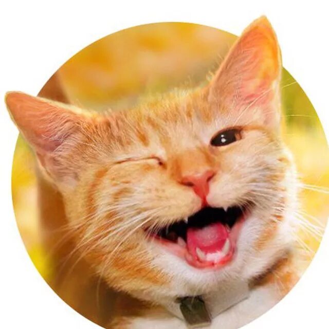 кот ок. котик показывает лайк. кот палец вверх. кот лайк. кот показывает класс.