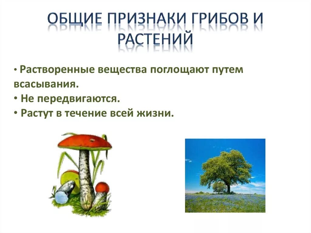 Общие признаки грибов и растений. Признаки растений у грибов. Грибы Общие признаки. Признаки растений и животных у грибов.