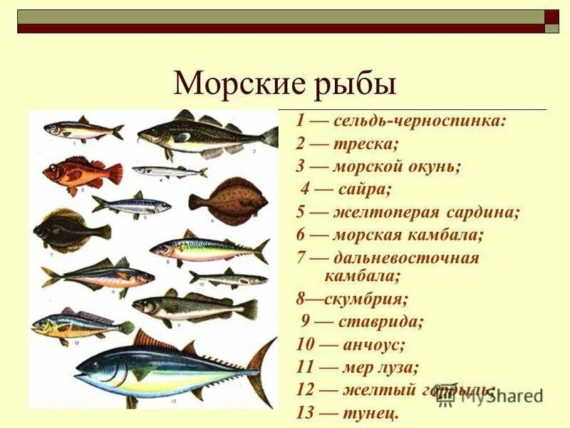 Морская рыба это какая. Рыбы список. Морская рыба названия. Морская Промысловая рыба. Морская рыба названия для еды.