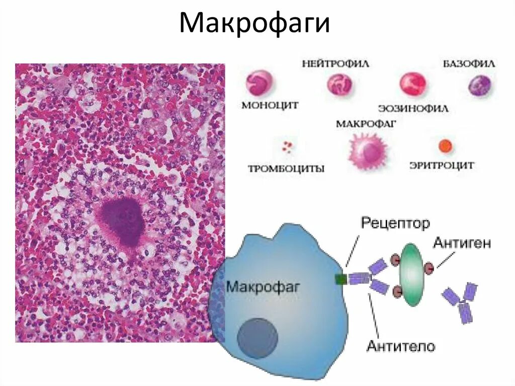 Эритроциты макрофаги. Строение макрофагов иммунология. Строение макрофага гистология. Макрофаги функции гистология. Макрофаги соединительной ткани схема.