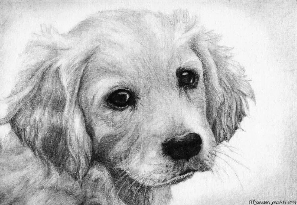 Собака карандашом. Красивые рисунки карандашом. Собака рисунок карандашом. Картинки собак карандашом.