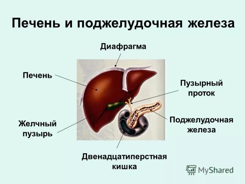 Работа печени и поджелудочной. Строение печени и поджелудочной железы.