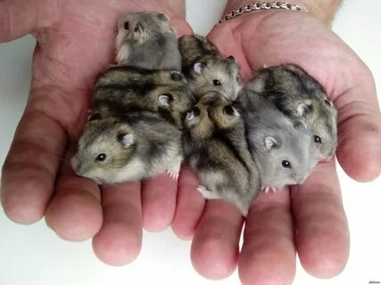 Джунгарский хомяк взрослые