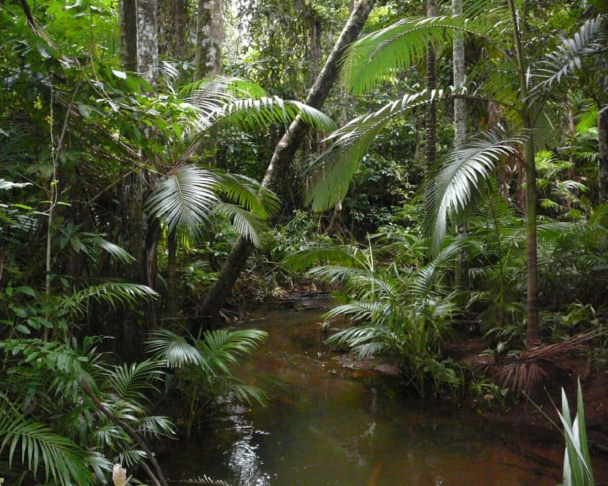 Тропические дождевые леса Африка. Вечнозелёные тропические леса Южной Америки. Влажные тропические леса Южной Америки. Сельва Гайана.