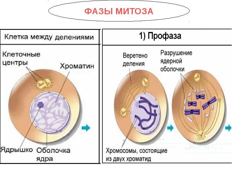 Процессы протекающие в митозе