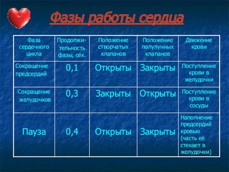 Фазы сердечного цикла 8 класс биология. Фазы работы сердца таблица. Сердце фазы работы сердца. Работа сердца сердечный цикл. Пассивное наполнение сердца кровью фаза сердечного цикла