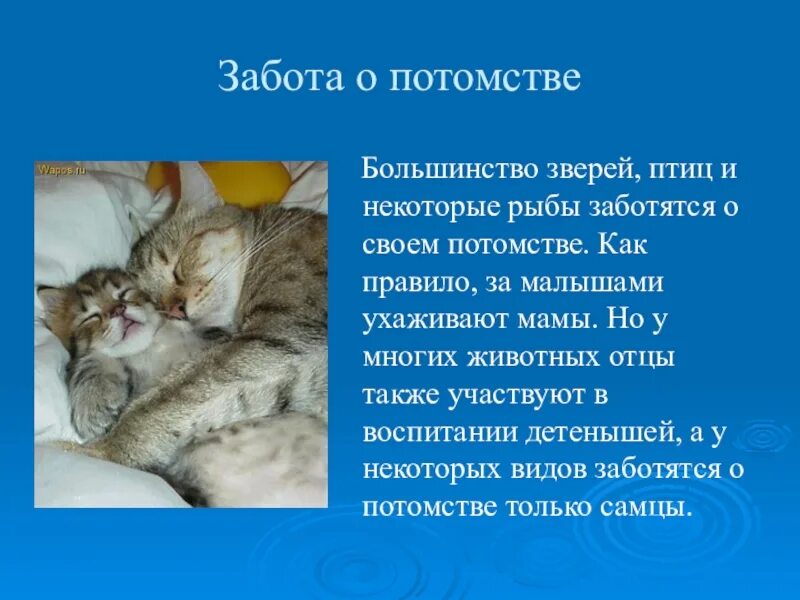 В чем выражается забота родителей о потомстве. Животные заботятся о потомстве. Как животные заботятся о потомстве 3 класс. Как животное заботится о своем потомстве доклад. Животные заботятся о своих детенышах.