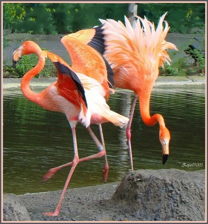 Фламинго танцует. Розовый Фламинго дитя. Розовый Фламинго дитя заката. Танцующий Фламинго. Фламинго брачный танец.