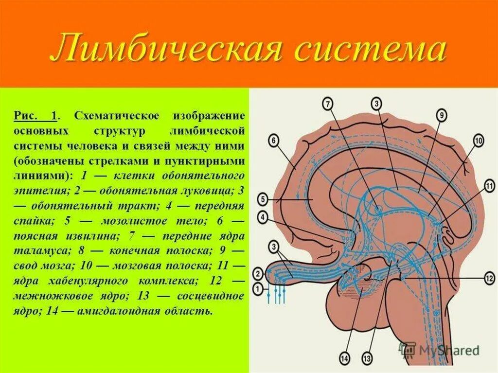 Лимбическая структура мозга. Структуры лимбической системы головного мозга функции. Лимбическая система головного мозга строение. Обонятельный мозг и лимбическая система. Структуры головного мозга, относящиеся к лимбической системе..