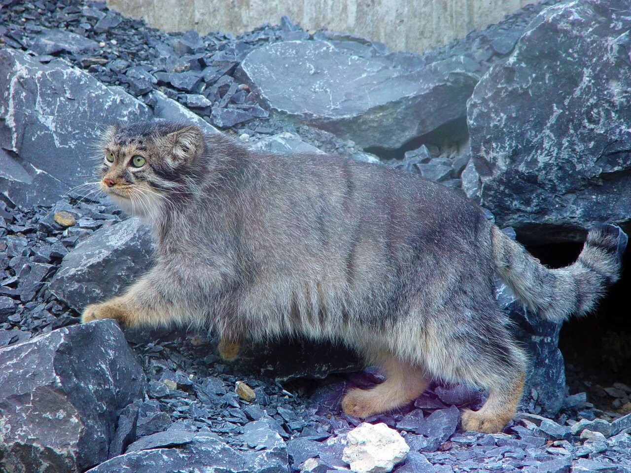 Кот Манул. Сибирский дикий кот Манул. Дикий Лесной кот Манул. Кот Манул в Забайкалье. Густота шерсти манула