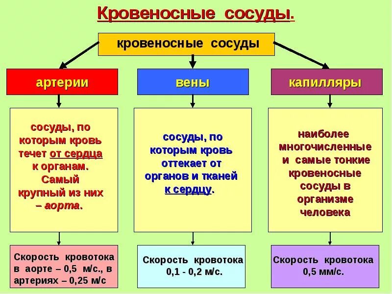 Кровеносные сосуды таблица. Типы кровеносных сосудов и их функции таблица. Сравнение кровеносных сосудов таблица. Строение и функции сосудов таблица.