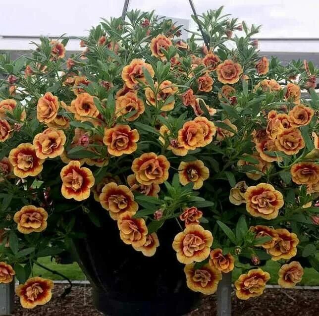 Калибрахоа mini famous neo double orange tastic. Калибрахоа дабл роуз. Калибрахоа neo double. Калибрахоа минифэймос нео дабл еллоу. Калибрахоа neo double.