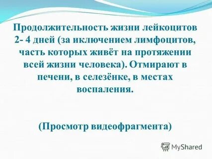 Срок жизни лейкоцитов