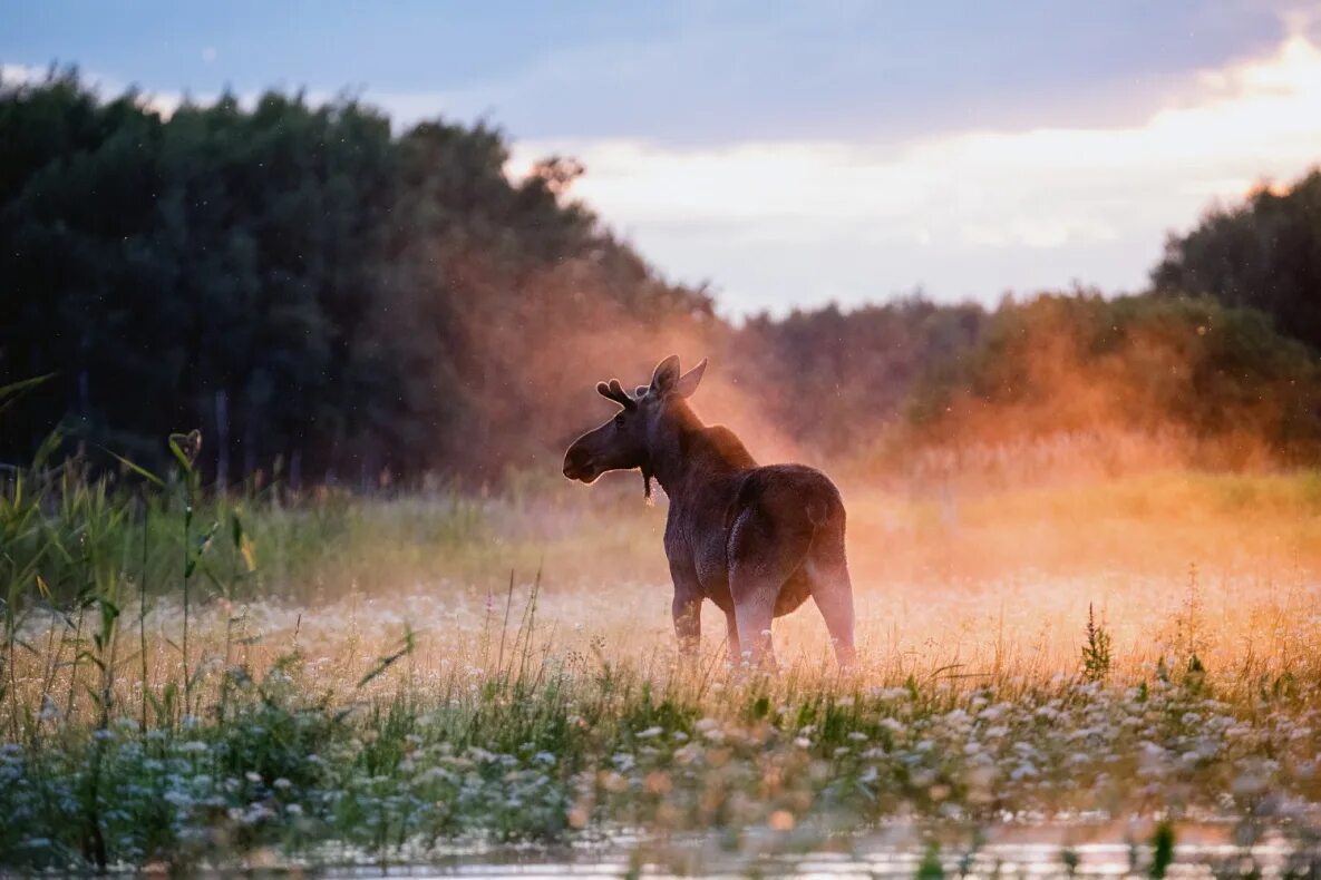 Дарвинский заповедник Лось. Фотовыставка Первозданная природа. Дикая природа России. Лучшие снимки дикой природы. Первозданная природа россии