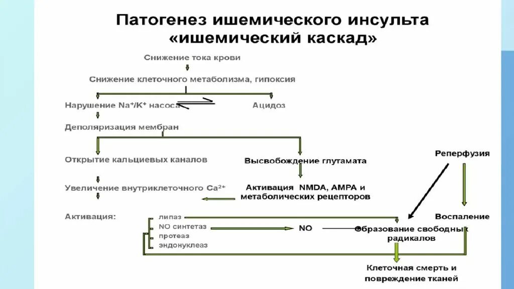 Развитие ишемического инсульта. Механизм развития ишемического инсульта. Патогенез развития ишемического инсульта. Инсульт этиология и патогенез. Ишемический инсульт патогенез неврология.