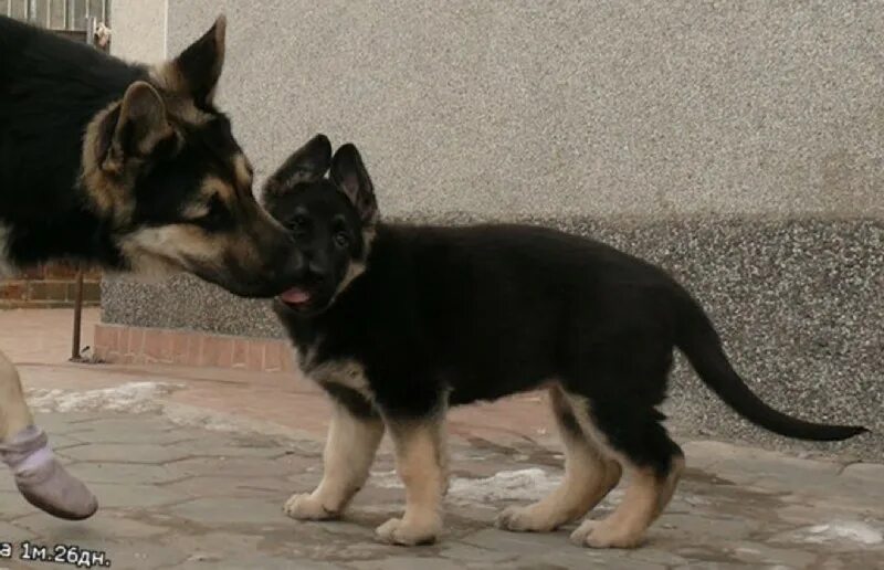 Восточно европейская овчарка щенок 3 месяца. Щенки восточно европейской овчарки. Восточно-европейская овчарка щенки 2. Вео овчарка 3 месяца. Восточноевропейская овчарка 2 месяца.