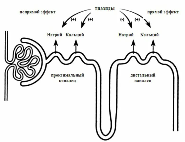 Петлевые диуретики механизм действия схема. Тиазидные диуретики механизм действия. Механизм действия тиазидных диуретиков. Механизм действия тиазидных. Механизм действия тиазидов и тиазидоподобных диуретиков.