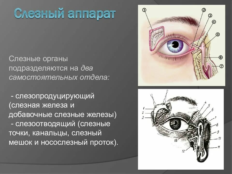 Строение глаза слезный мешок , железа. Строение слезной железы анатомия. Слезные железы строение и функции. Анатомические структуры слезного аппарата. Слезная железа находится