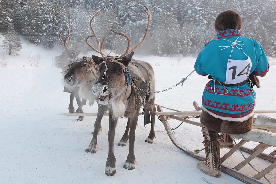 Ханты и манси. Территория манси. Ханты блю. Ханты блю. Ханты и манси олени.