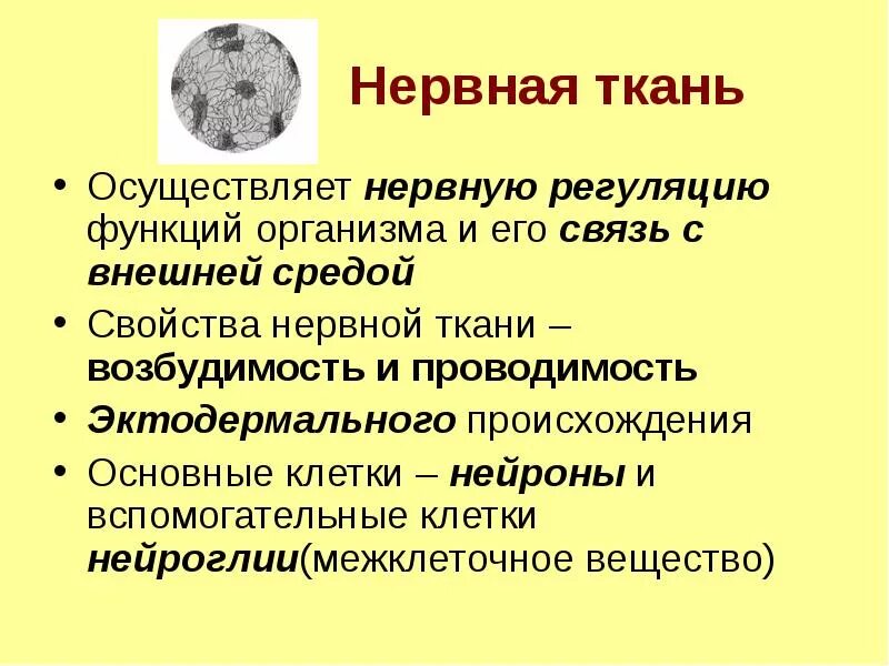 Общая характеристика нервной ткани. Что осуществляет связь организма с внешней средой. Основная функция нервной ткани. Свойства нервной ткани возбудимость. Какие клетки обладают возбудимостью и проводимостью