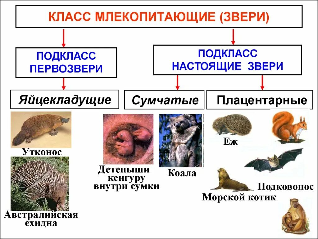 Млекопитающие являются одним из классов животных. Класс млекопитающие подкласс подкласс настоящие звери. Подкласс сумчатые отряды. Представители млекопитающих 7 класс биология. Класс млекопитающие подкласс плацентарные.