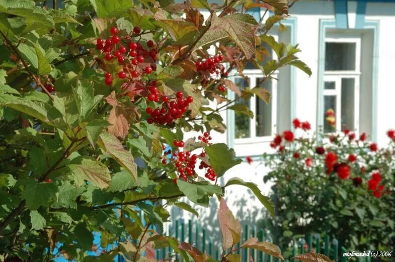 Калина красная. Цветет калина за окном слушать. Цветущая калина у дома. Цветет калина за окном слушать. Цветет калина у ручья.