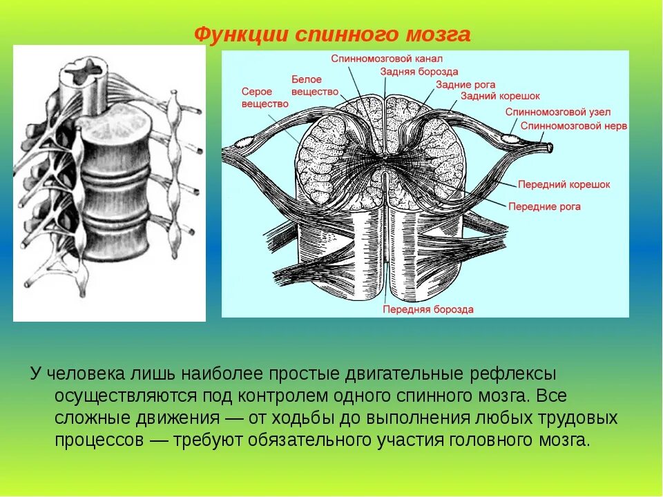 Функции спинномозгового мозга. Строение спинномозгового нерва человека. Строение спинного мозга спинномозговые нервы. Функции спинного мозга биология. Строение спинного мозга вид сбоку.