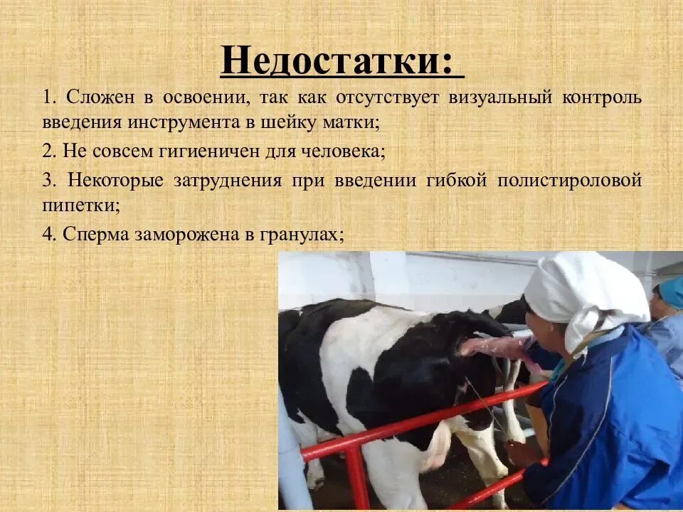 Искусственное осеменение в селекции животных. Схема искусственного осеменения коров. Методы селекции искусственное осеменение. Значение искусственного оплодотворения в растениеводстве. Искусственное осеменение кратко.