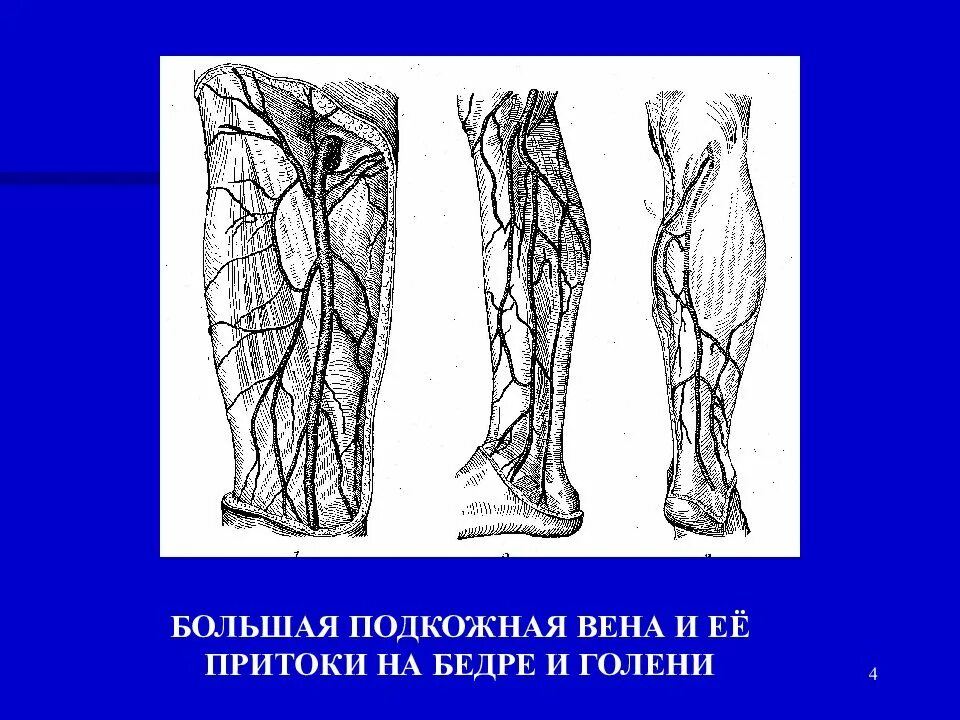 Малая подкожная Вена бедра. Большая подкожная Вена бедра. Большая подкожная Вена, притоки на голени. Малая подкожная Вена ноги проекция. Правая подкожная вена