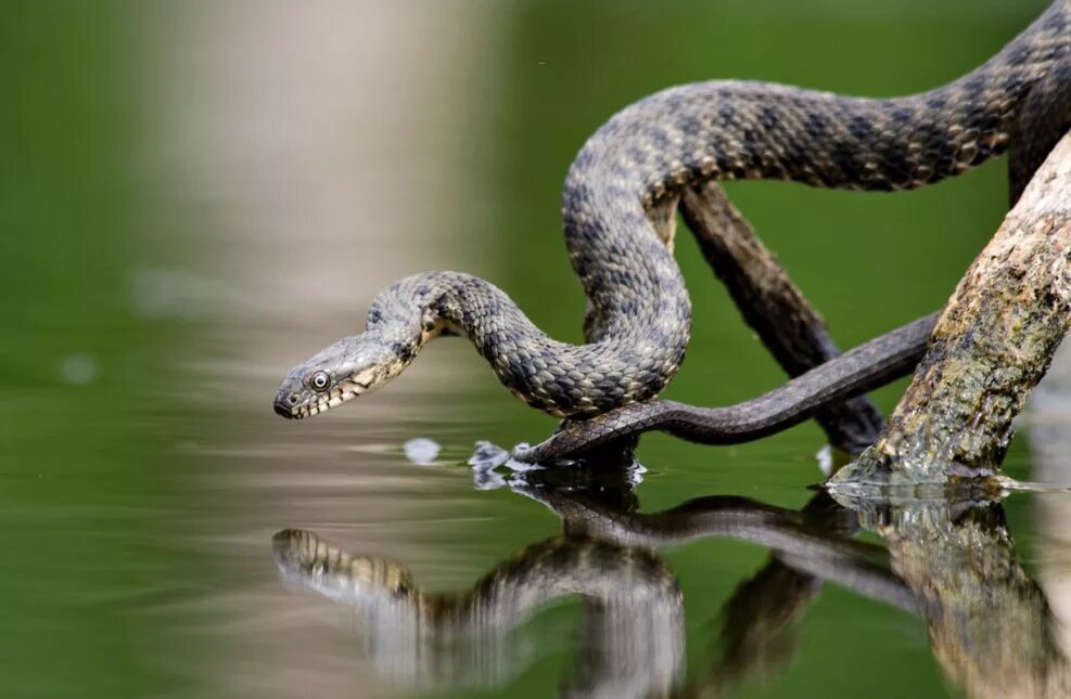 Гадюка образ жизни. Уж водяной Natrix tessellata (Laurenti, 1768),. Водяной уж (Natrix tessellata). Уж обыкновенный - змея неядовитая. Водяной уж и шахматная гадюка.