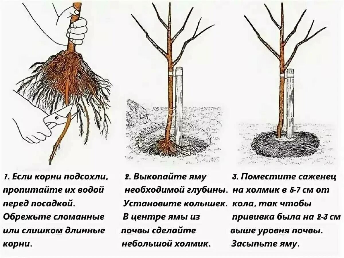 Через сколько лет пересаживают. Посадка груши весной саженцами. Схема посадки саженца яблони. Посадка яблони весной саженцами. Посадка саженца яблони.