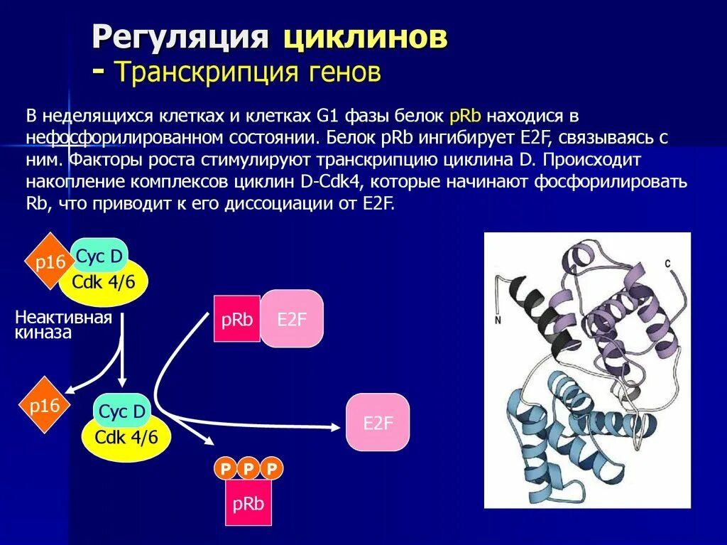 Hen транскрипция. Циклины и циклинзависимые киназы. Циклины и циклинзависимые киназы в регуляции клеточного цикла. Белки факторы транскрипции. Белковые факторы транскрипции.
