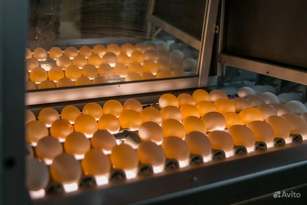 Купить яйца кур несушек для инкубатора. Птицефабрика инкубатор. Инкубаторы для птицеводства. Инкубатор для яиц на птицефабрике. Инкубатор производственный.