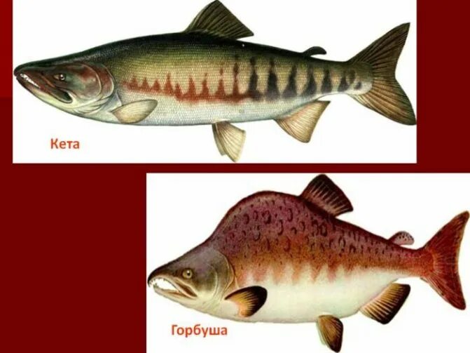 Кета свежемороженая. Филе горбуши свежемороженое. Горбуша кето. Лосось горбуша. Горбуша пбг свежемороженая.