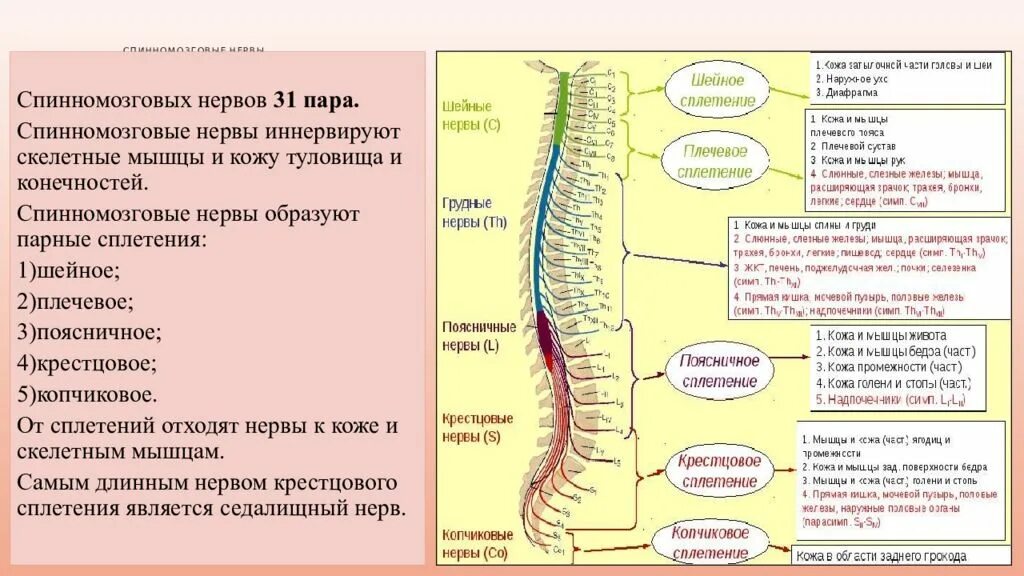 Функции шейного отдела. Сплетения спинномозговых нервов схема. Поясничный отдел спинного мозга иннервирует. Шейное и поясничное утолщение спинного мозга. Поясничное сплетение спинномозговых нервов таблица.