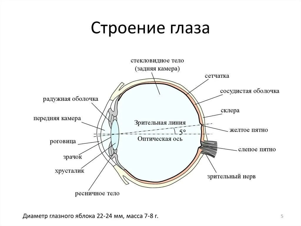 Обозначьте на рисунке строение глаза