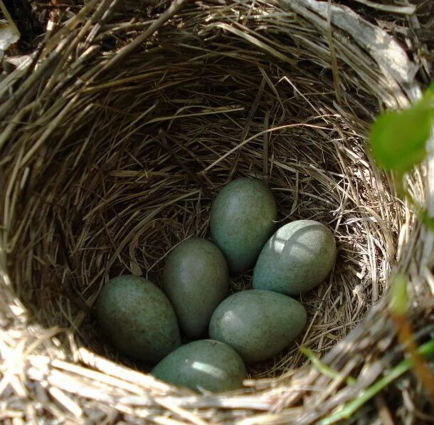 Птичьи яйца. Маленькие зеленые яйца. Красивые яйца птиц. Птица с зелеными яйцами.