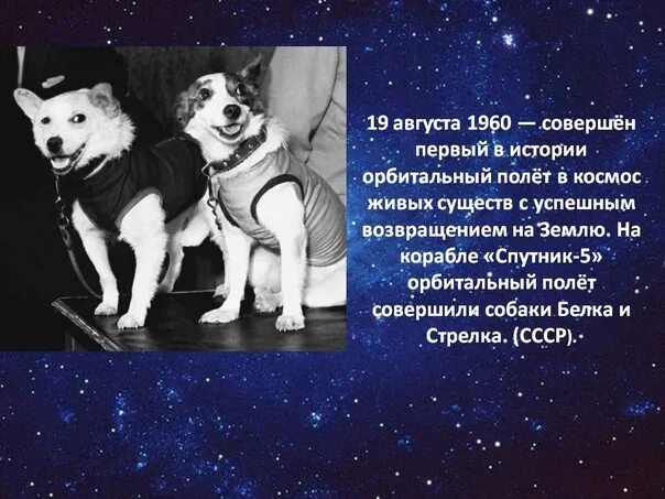 Какое животное первый полетел в космос. Первые космонавты животные. день космонавтики первые собаки. 19 августа 1960. день космонавтики первые животные в космосе.