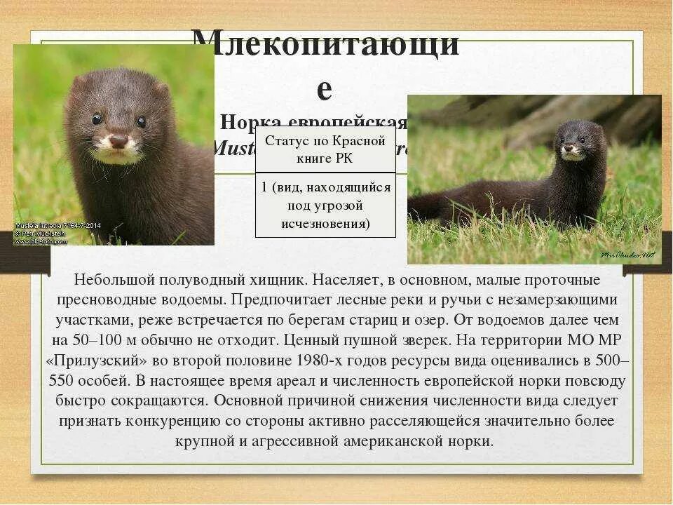 Среднерусская европейская норка. Среднерусская европейская норка. Норка место обитания. Ильменский заповедник норки. Норка место обитания.