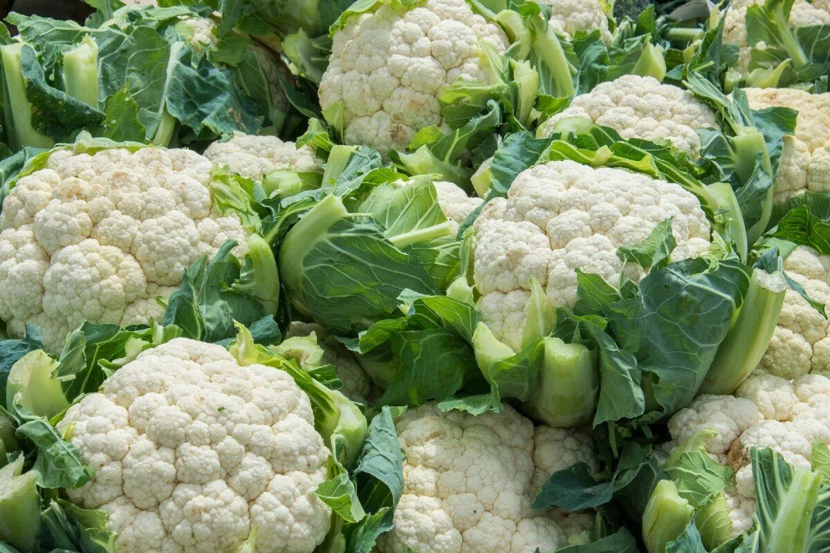 Цветная капуста Сноубол 123. Капуста цветная Гохан. Капуста Cauliflower. Капуста цветная Балбоа f1. Цветная капуста картинка